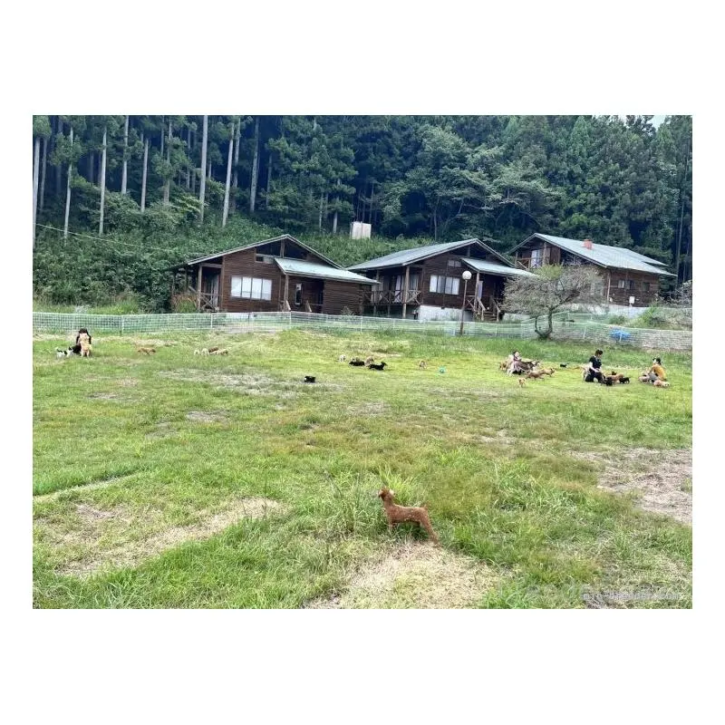 販売中の栃木県のトイプードル-454034の2枚目