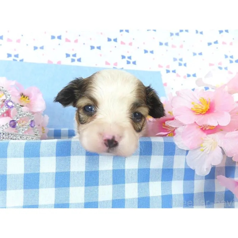 販売中の千葉県のパピヨン-454176の4枚目