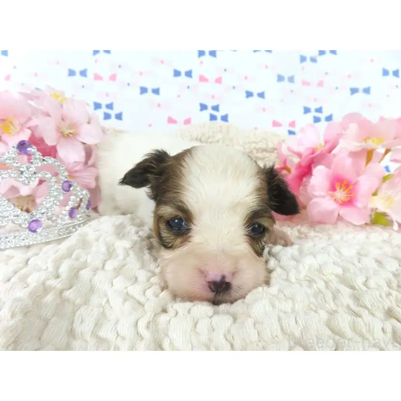 販売中の千葉県のパピヨン-454176の2枚目