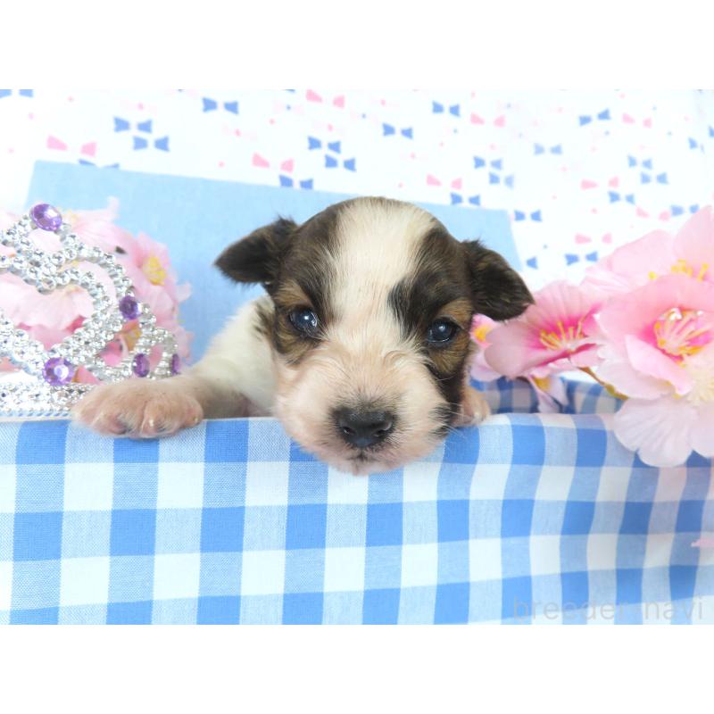 販売中の千葉県のパピヨン-454178の4枚目