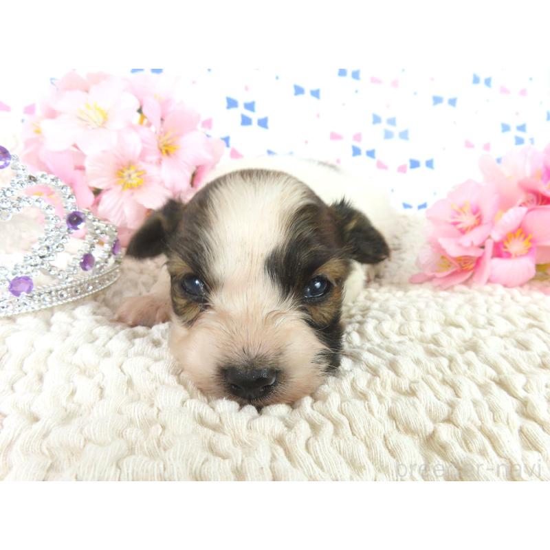 販売中の千葉県のパピヨン-454178の3枚目