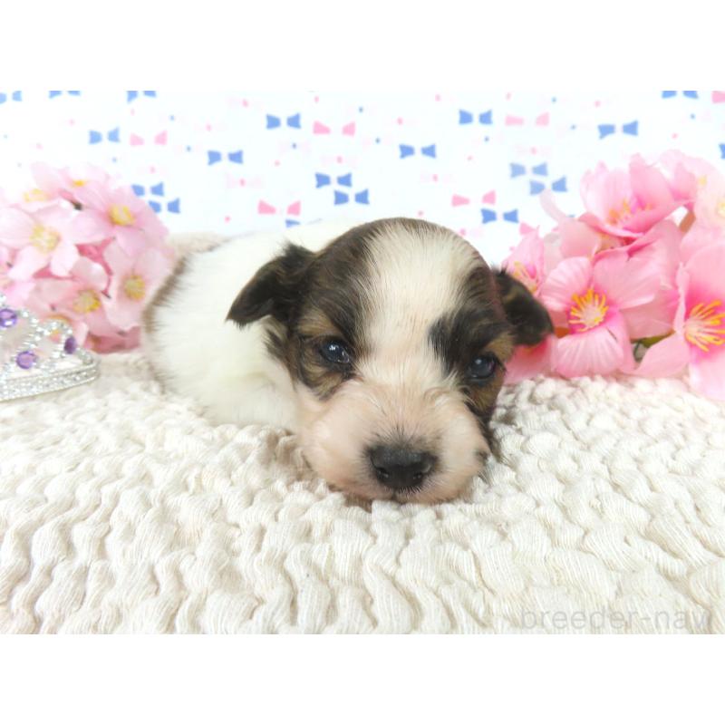 販売中の千葉県のパピヨン-454178の2枚目