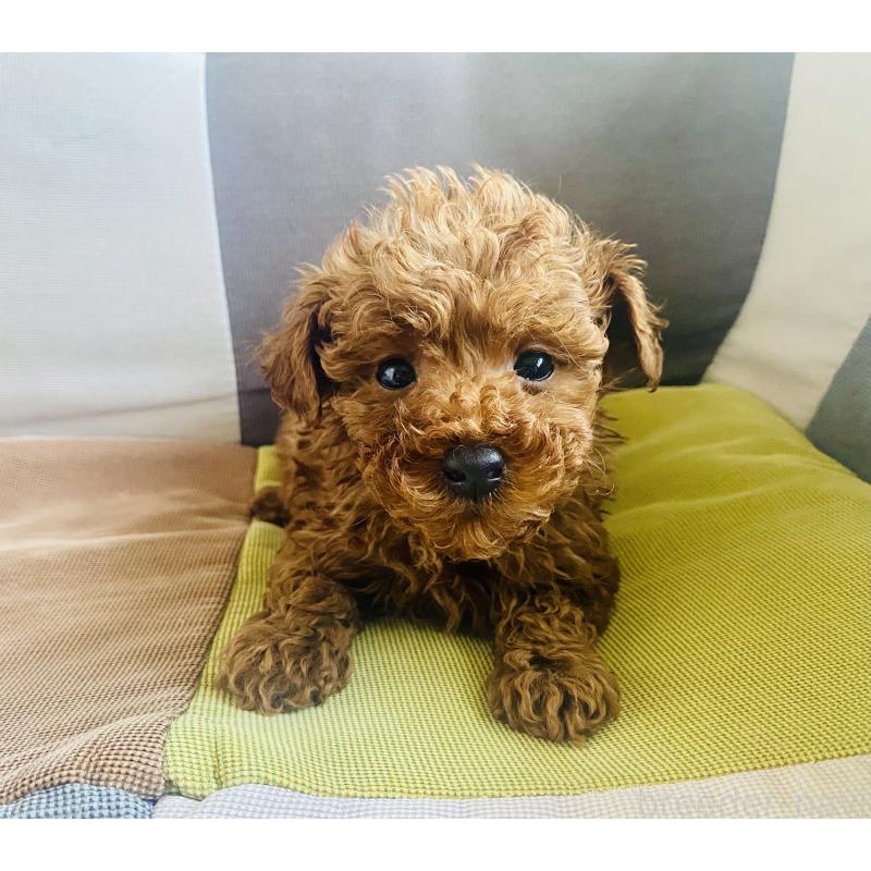 販売中の静岡県のタイニープードル-454179の4枚目