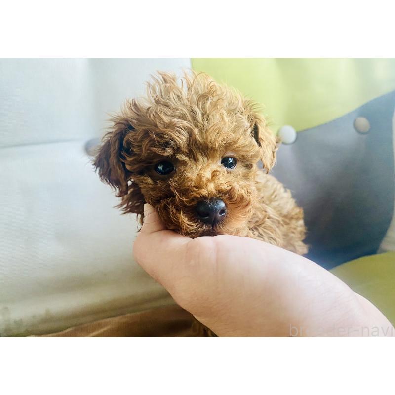 販売中の静岡県のタイニープードル-454179の3枚目