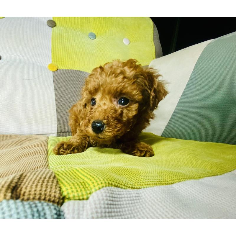 販売中の静岡県のタイニープードル-454179の2枚目