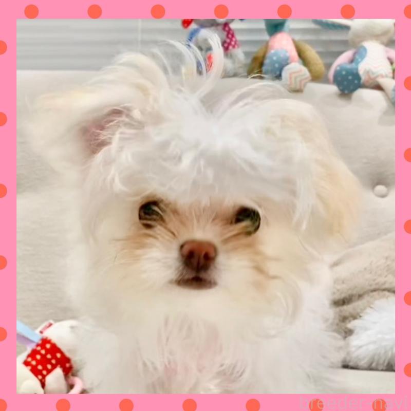 販売中の群馬県のチワマル:チワワ×マルチーズ-439608