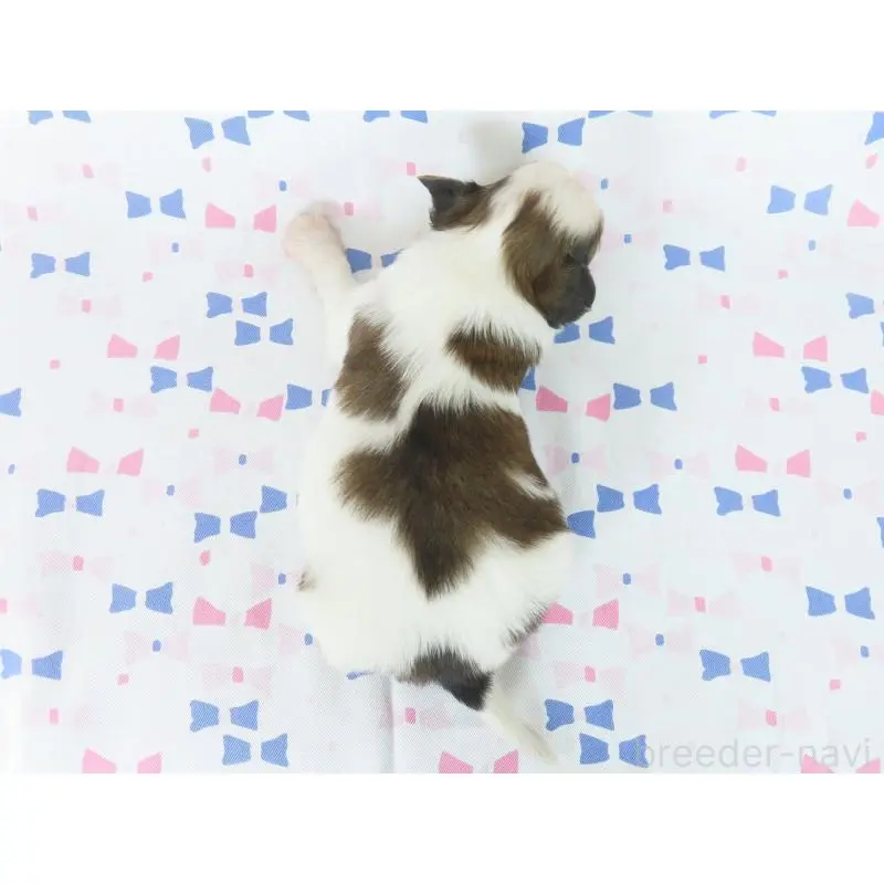 販売中の千葉県のパピヨン-454180の5枚目