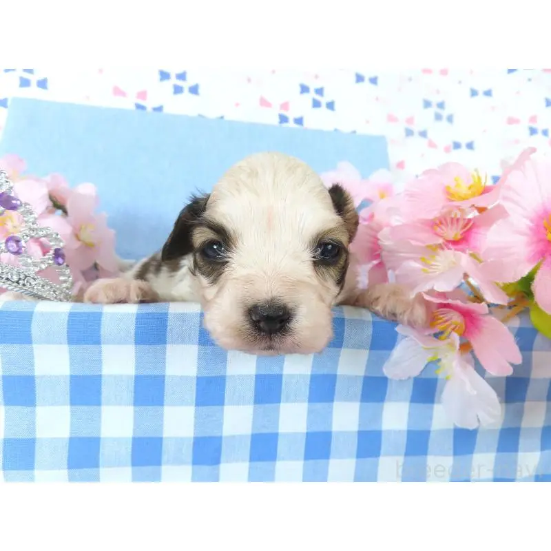 販売中の千葉県のパピヨン-454180の4枚目