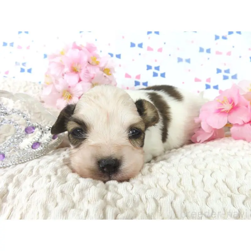 販売中の千葉県のパピヨン-454180の3枚目