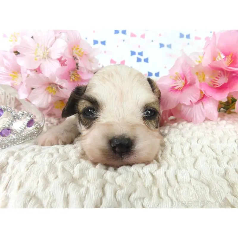 販売中の千葉県のパピヨン-454180の2枚目