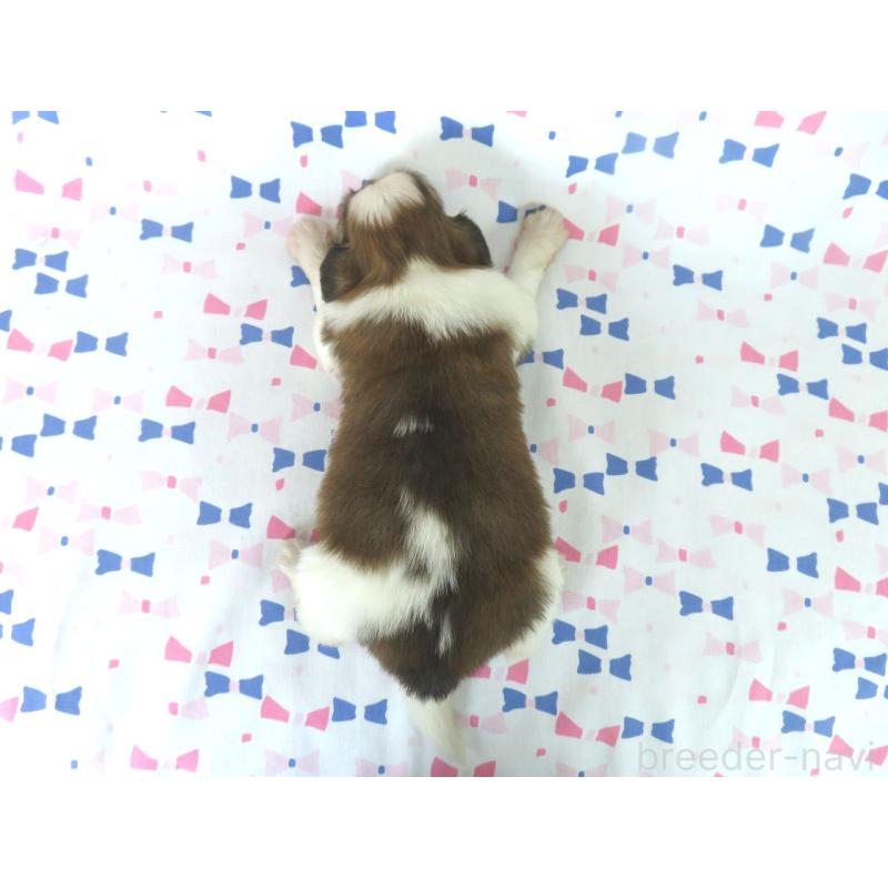 販売中の千葉県のパピヨン-454183の6枚目