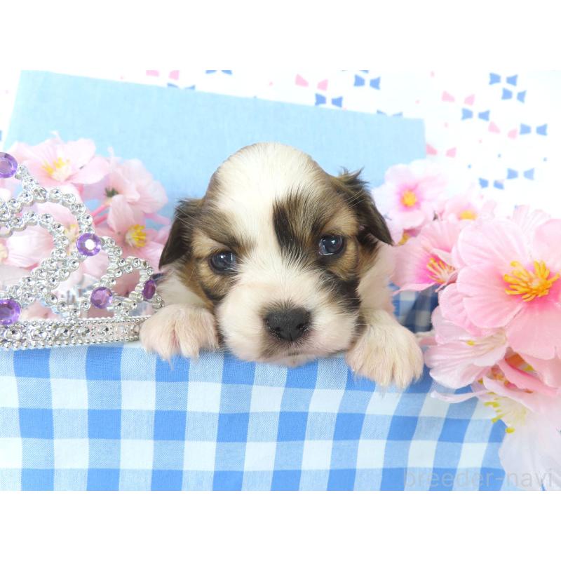 販売中の千葉県のパピヨン-454183の5枚目