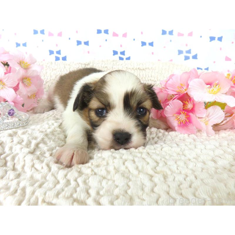 販売中の千葉県のパピヨン-454183の4枚目