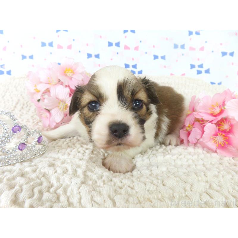 販売中の千葉県のパピヨン-454183の3枚目