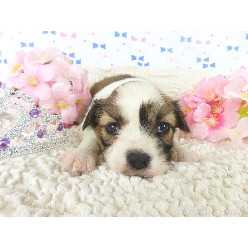 販売中の千葉県のパピヨン-454183の2枚目