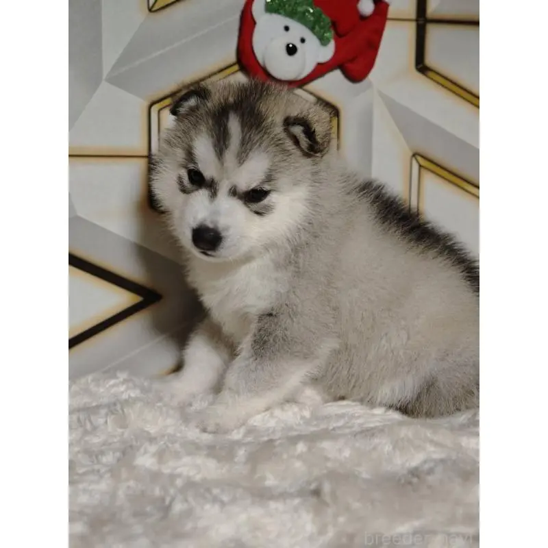 販売中の静岡県のシベリアンハスキー-454182の6枚目