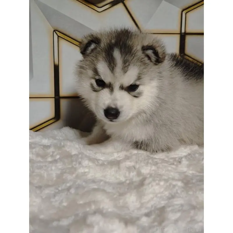 販売中の静岡県のシベリアンハスキー-454182の5枚目