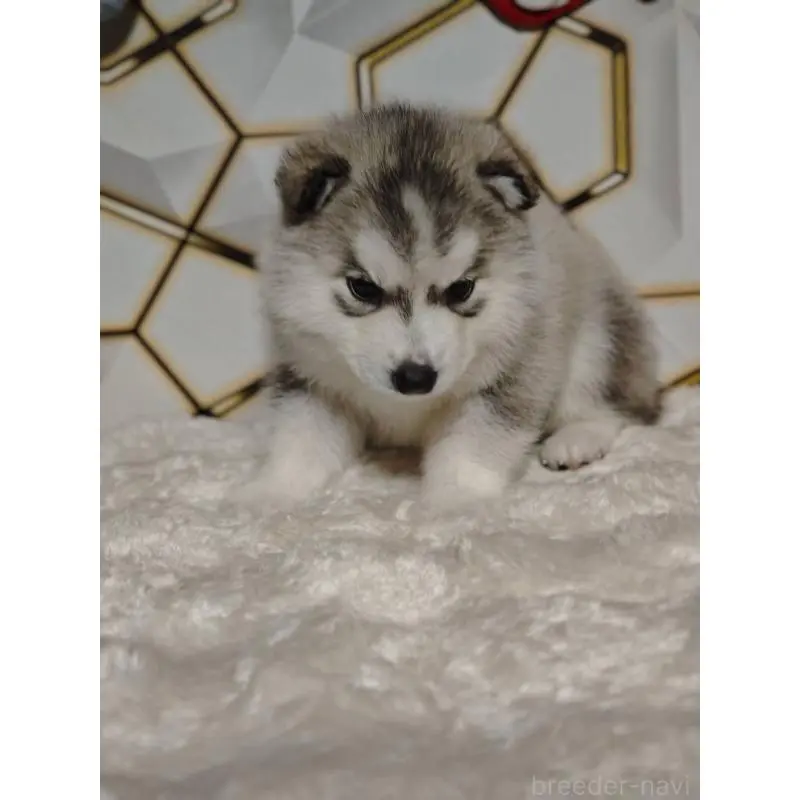 販売中の静岡県のシベリアンハスキー-454182の4枚目