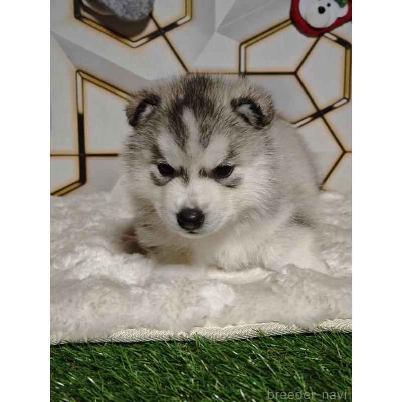 販売中の静岡県のシベリアンハスキー-454182の3枚目