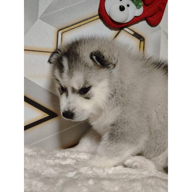 販売中の静岡県のシベリアンハスキー-454182の2枚目