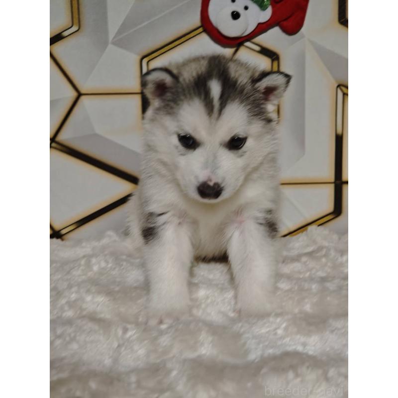 販売中の静岡県のシベリアンハスキー-454184の7枚目