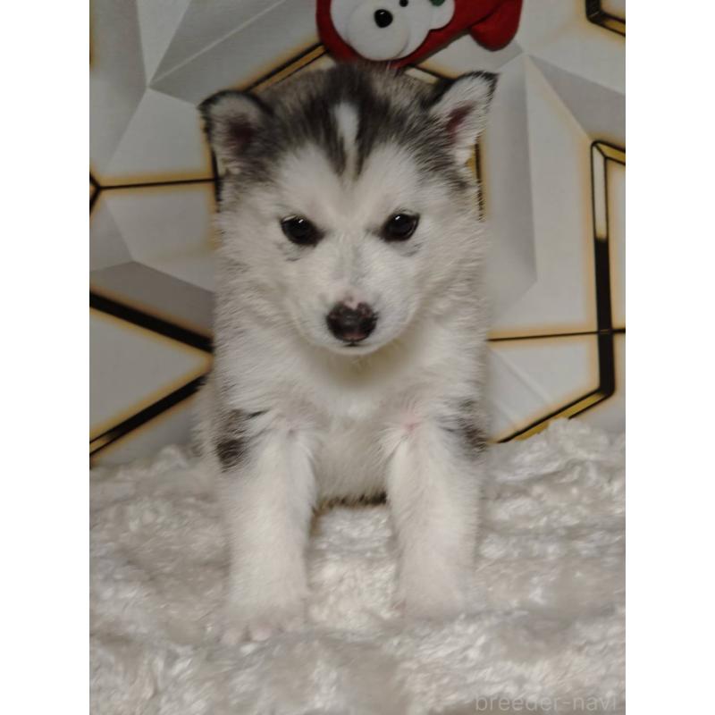 販売中の静岡県のシベリアンハスキー-454184の6枚目