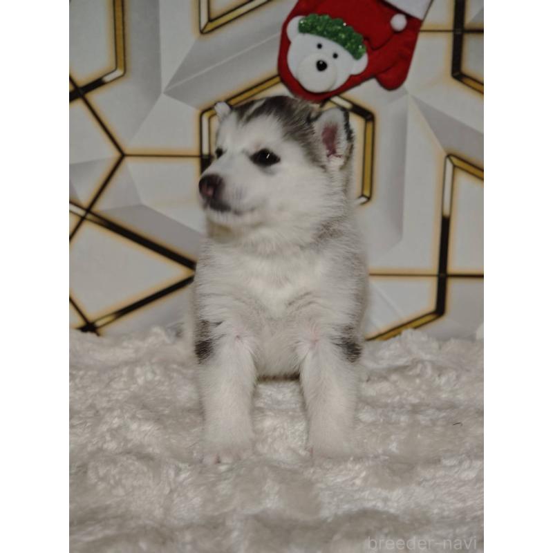 販売中の静岡県のシベリアンハスキー-454184の5枚目