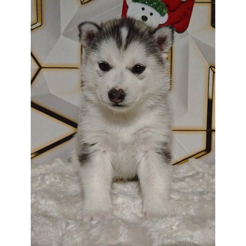 販売中の静岡県のシベリアンハスキー-454184の4枚目