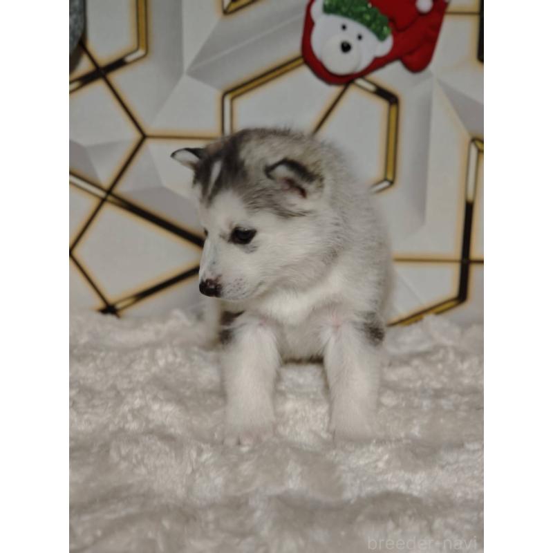 販売中の静岡県のシベリアンハスキー-454184の3枚目