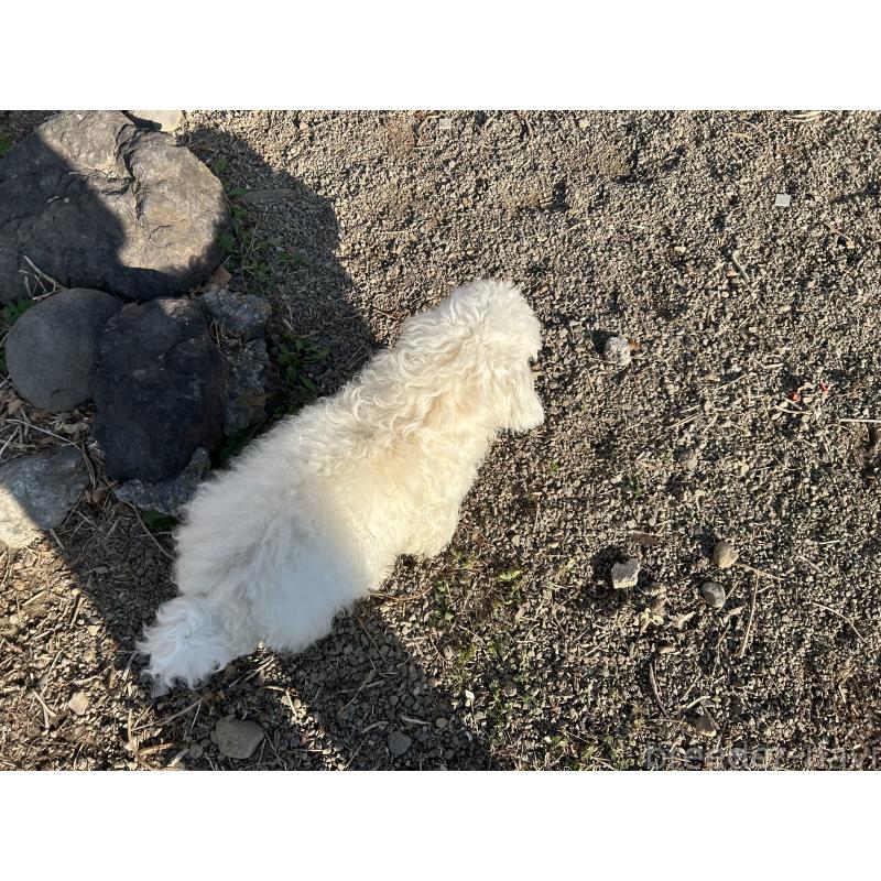 販売中の群馬県のビションフリーゼ-454185の4枚目