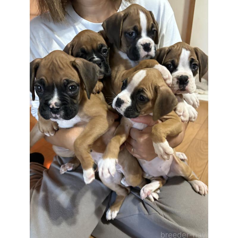 犬舎紹介の静岡県の犬舎紹介-3045の3枚目