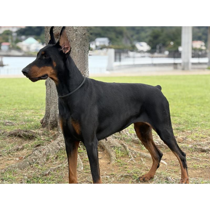 犬舎紹介の静岡県の犬舎紹介-3045の5枚目