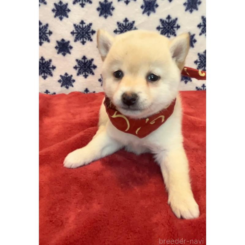 販売中の茨城県の豆柴-454186の5枚目