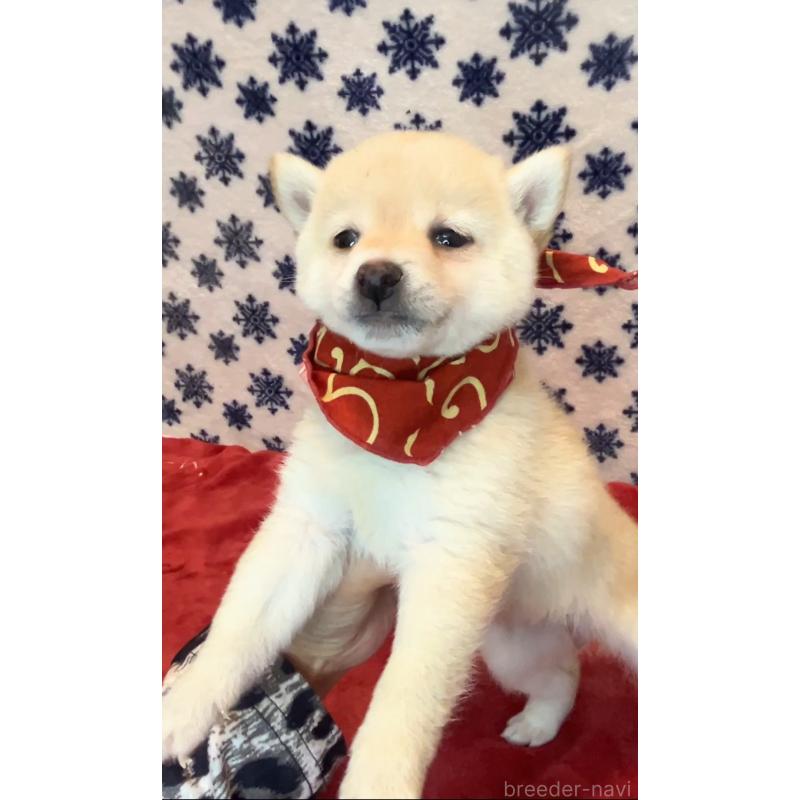 販売中の茨城県の豆柴-454186の4枚目