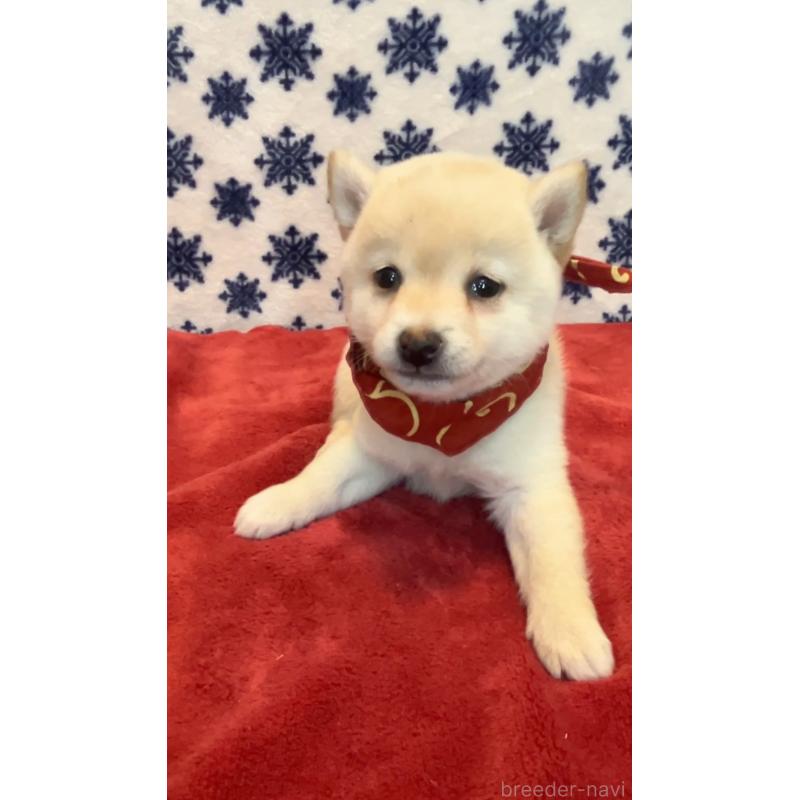 販売中の茨城県の豆柴-454186の3枚目