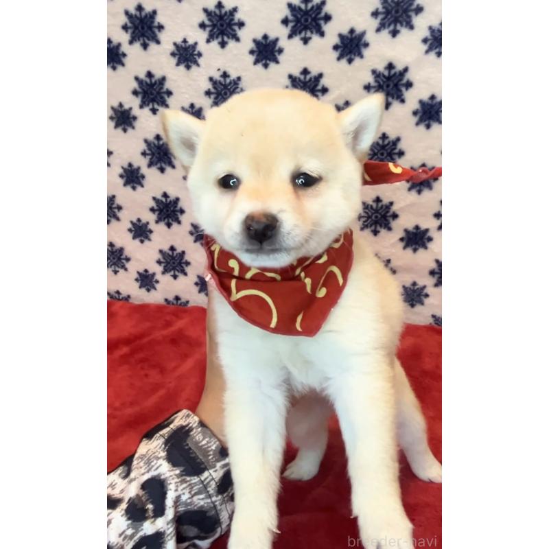 販売中の茨城県の豆柴-454186の2枚目