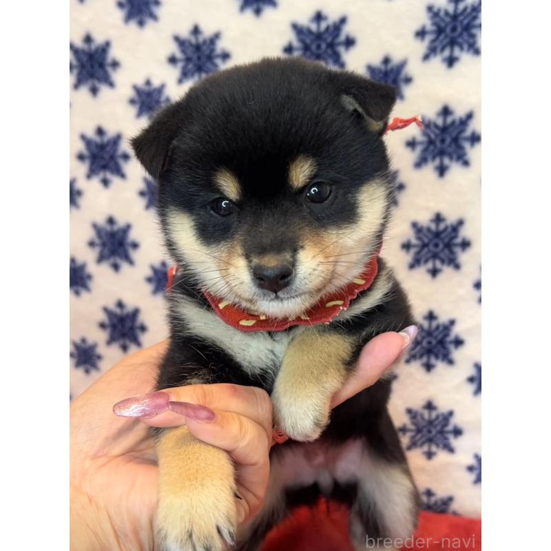 販売中の茨城県の豆柴-454187の5枚目