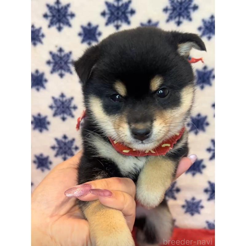 販売中の茨城県の豆柴-454187の4枚目