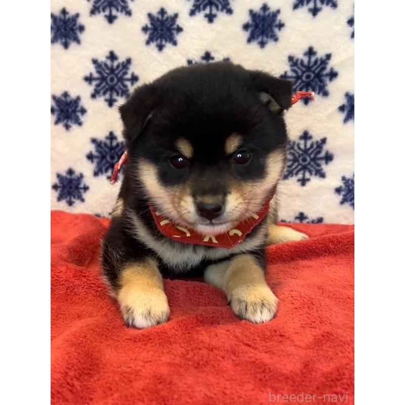 販売中の茨城県の豆柴-454187の3枚目