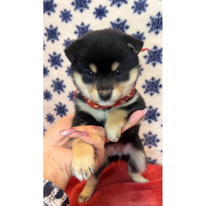 販売中の茨城県の豆柴-454187の2枚目