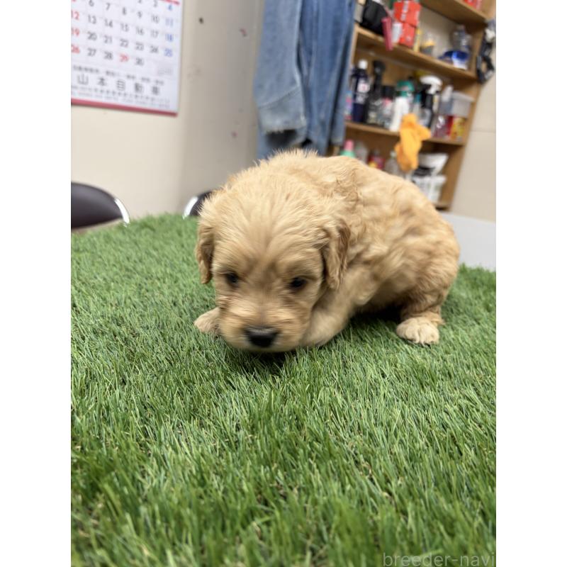 販売中の埼玉県のゴールデンドゥードル:ゴールデンレトリーバー×プードル-454188の3枚目