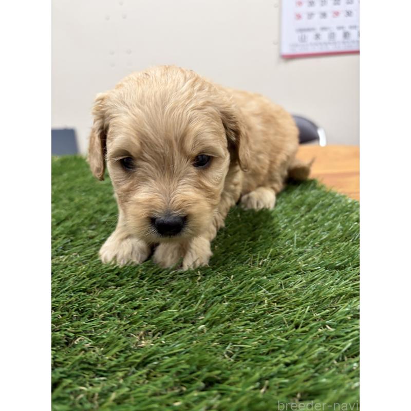 販売中の埼玉県のゴールデンドゥードル:ゴールデンレトリーバー×プードル-454188の2枚目