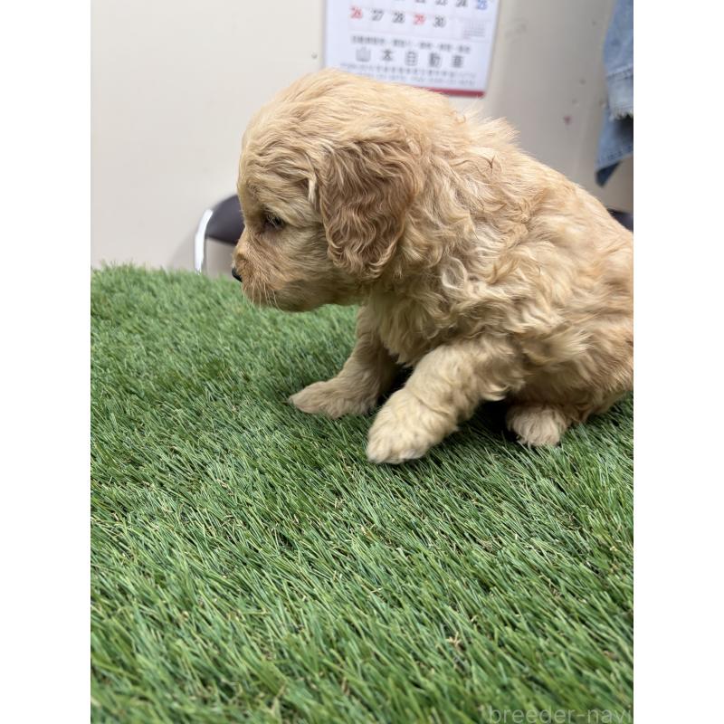 販売中の埼玉県のゴールデンドゥードル:ゴールデンレトリーバー×プードル-454189の2枚目