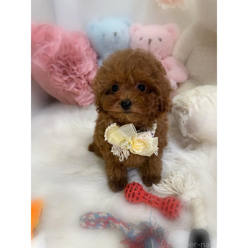 販売中の香川県のトイプードル-446816の8枚目