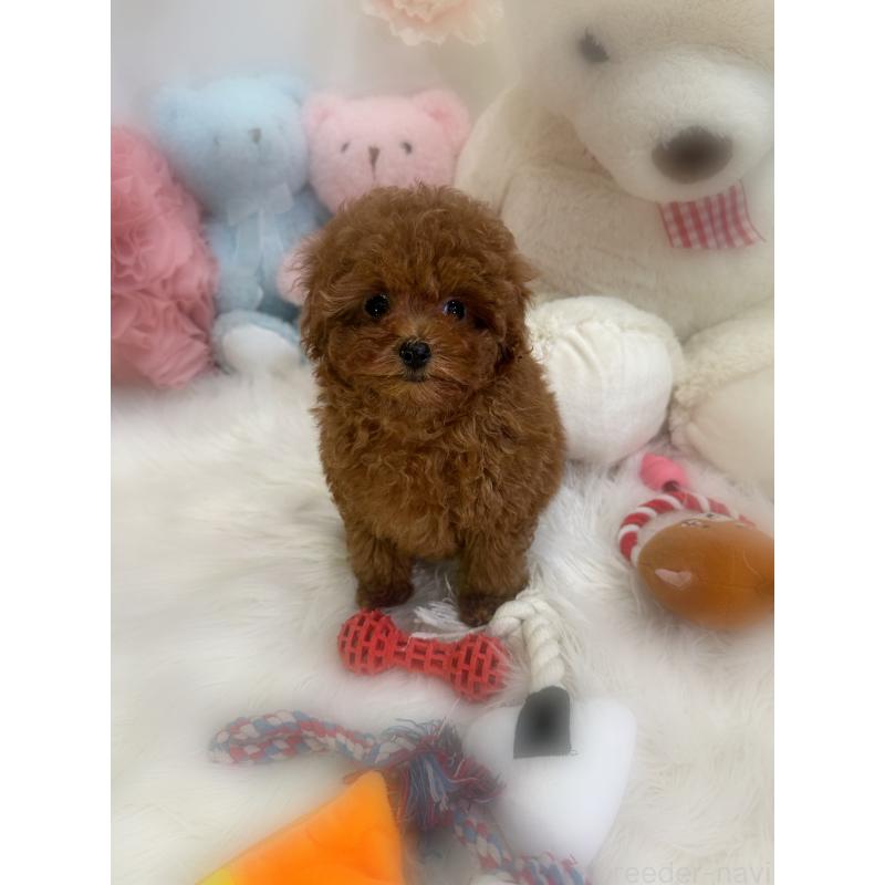 販売中の香川県のトイプードル-446816の7枚目