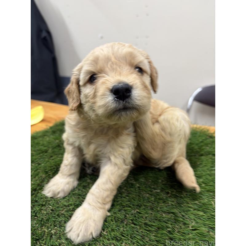 販売中の埼玉県のゴールデンドゥードル:ゴールデンレトリーバー×プードル-454190の3枚目