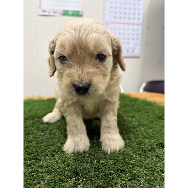 販売中の埼玉県のゴールデンドゥードル:ゴールデンレトリーバー×プードル-454190の2枚目