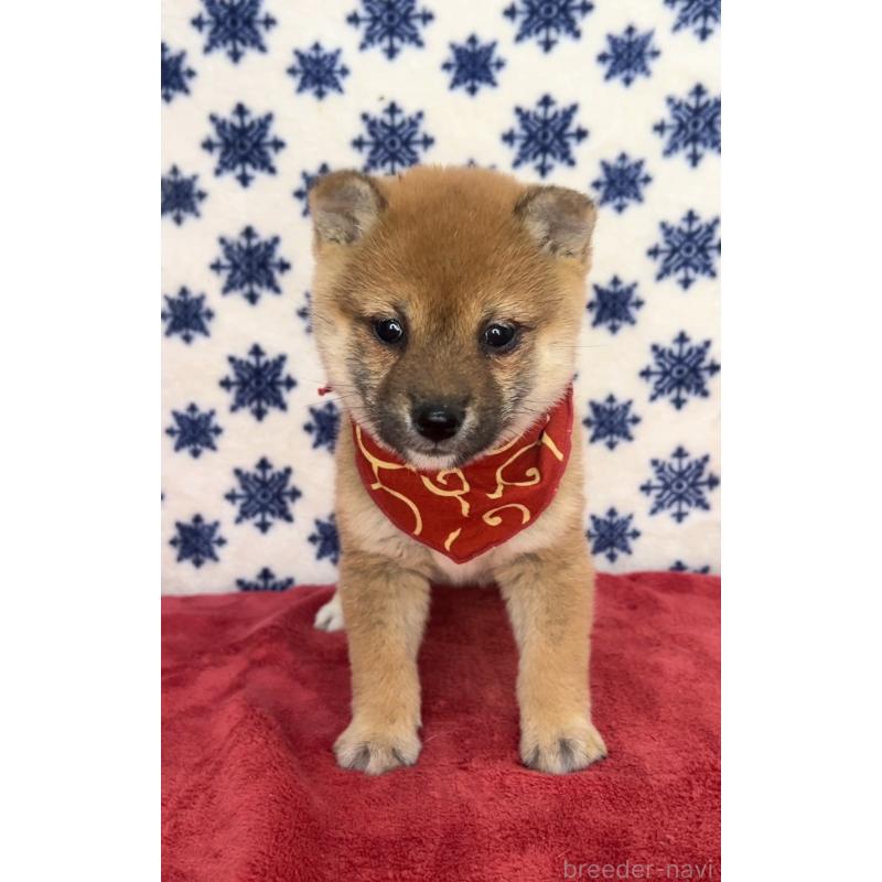 販売中の茨城県の豆柴-454191の4枚目