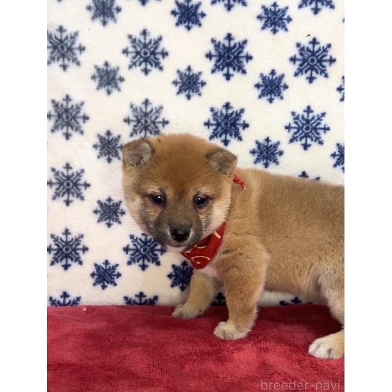 販売中の茨城県の豆柴-454191の2枚目