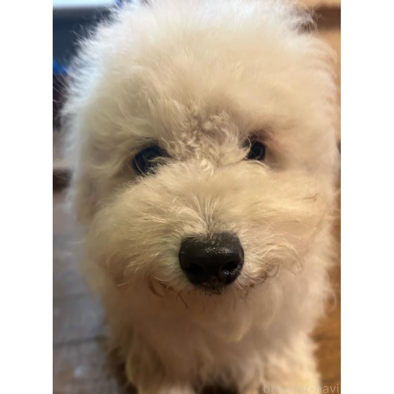 販売中の群馬県のビションフリーゼ-454192の9枚目